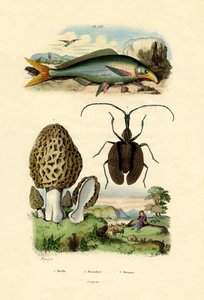 食べるモレル、1833-39 作： French School